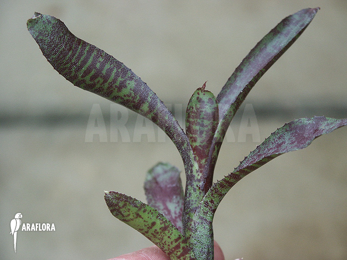 Neoregelia ampullacea ‚Red Clone‘