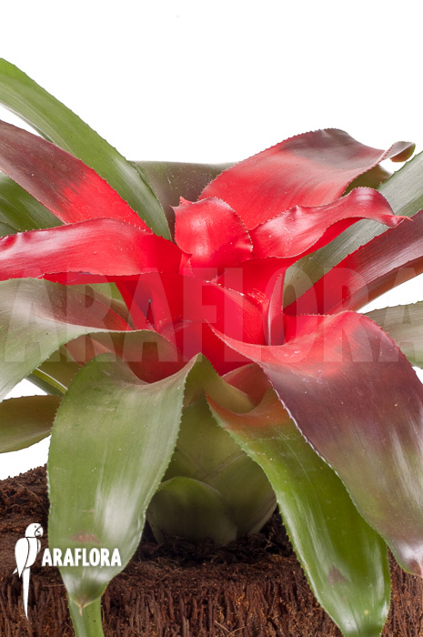 Neoregelia carolinae ‚Meyendorf‘