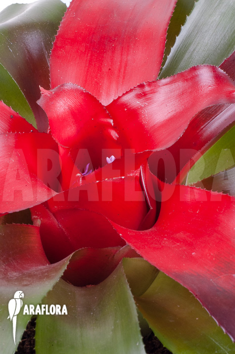 Neoregelia carolinae ‚Meyendorf‘