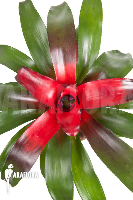 Neoregelia carolinae ‚Meyendorf‘