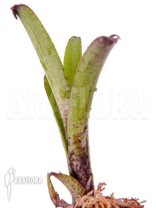 Neoregelia dungsiana ‚Starter‘