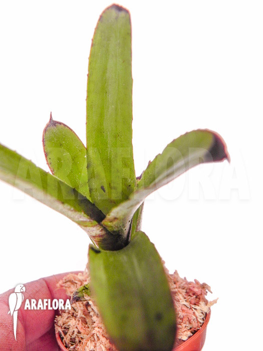 Neoregelia dungsiana ‚Starter‘