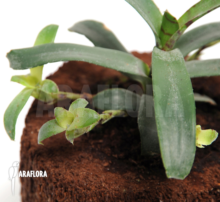 Neoregelia lilliputiana