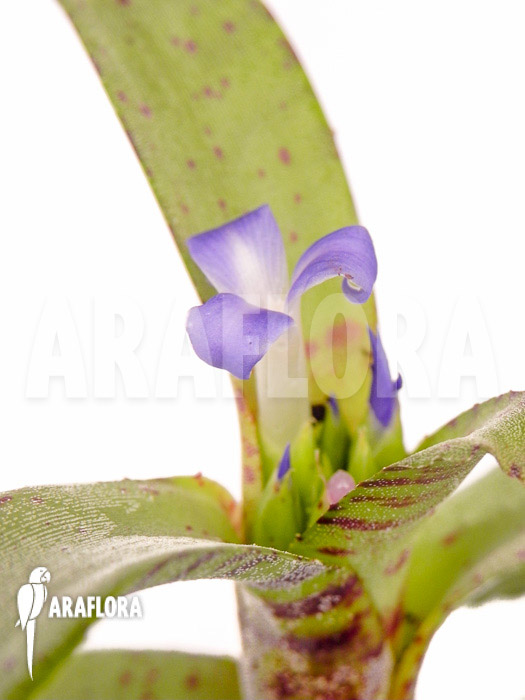 Neoregelia lilliputiana flower