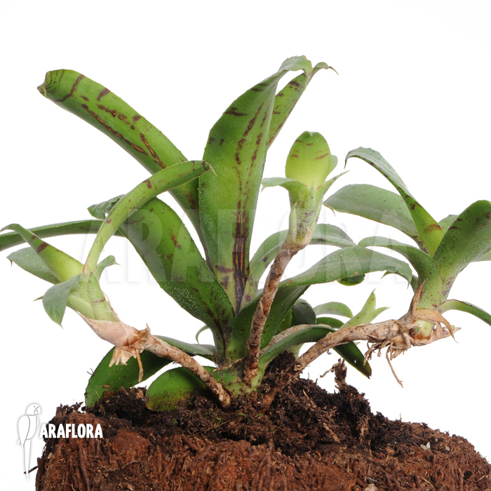 Neoregelia lilliputiana ‚L‘