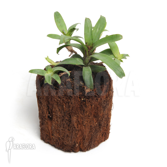 Neoregelia lilliputiana ‚L‘