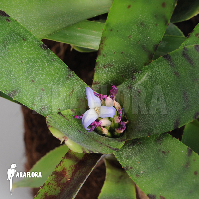 Neoregelia lilliputiana ‚L‘