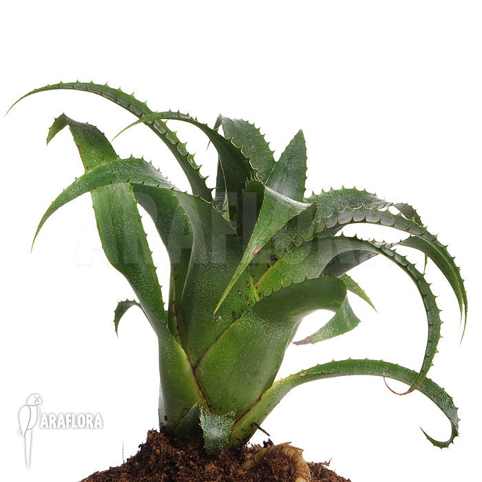 Neoregelia moorena