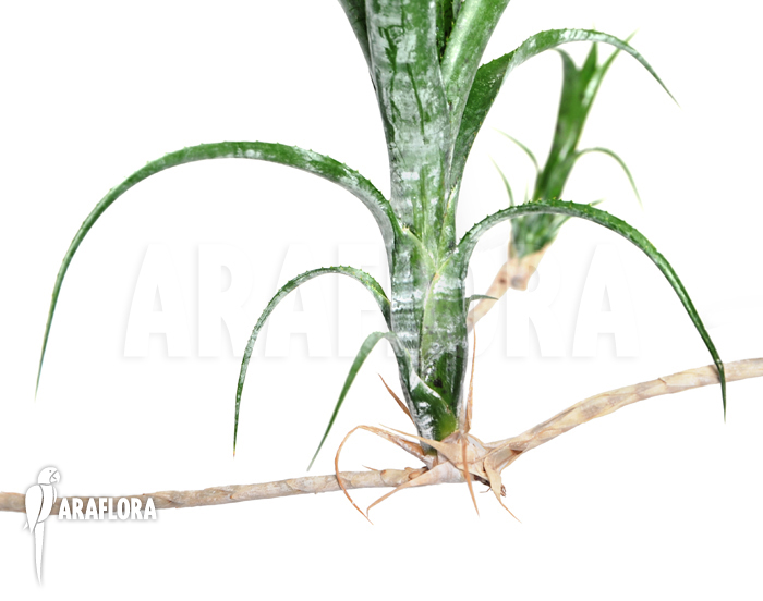 Neoregelia pauciflora