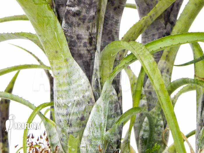 Neoregelia pauciflora
