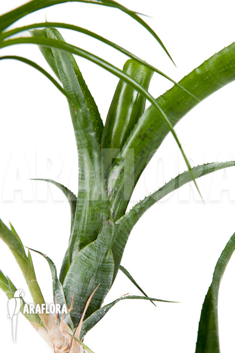 Neoregelia pauciflora ‚Starter‘