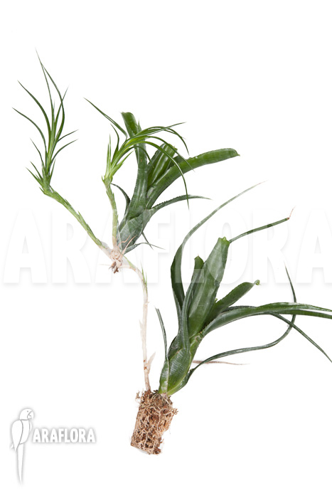 Neoregelia pauciflora ‚Starter‘