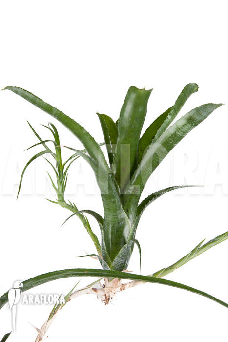 Neoregelia pauciflora ‚Starter‘