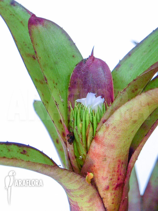 Neoregelia roethii