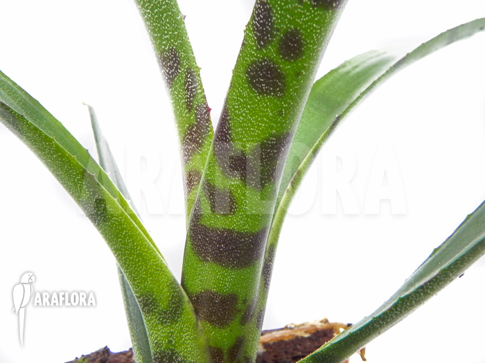 Neoregelia rubrifolia Starter