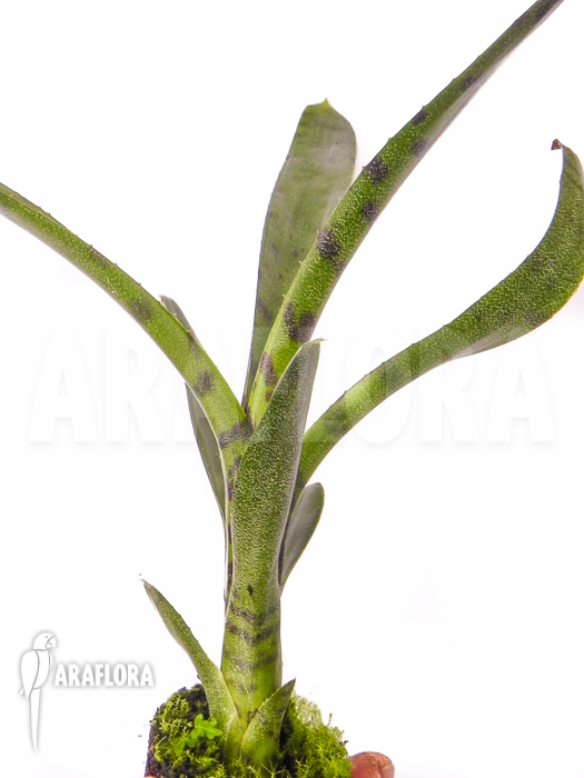 Neoregelia rubrifolia Starter