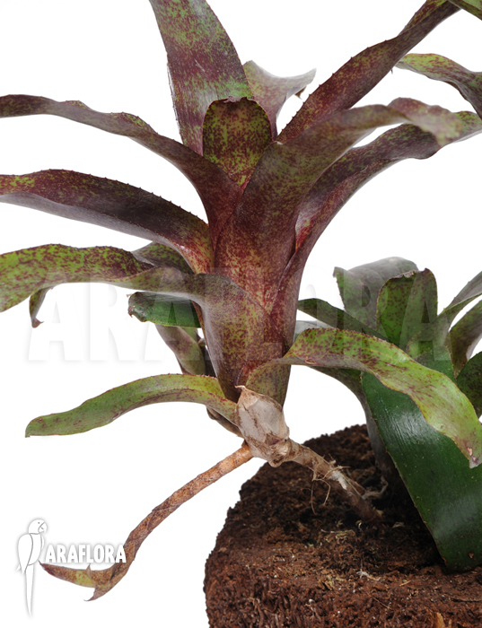 Neoregelia x ‚Atlantis‘