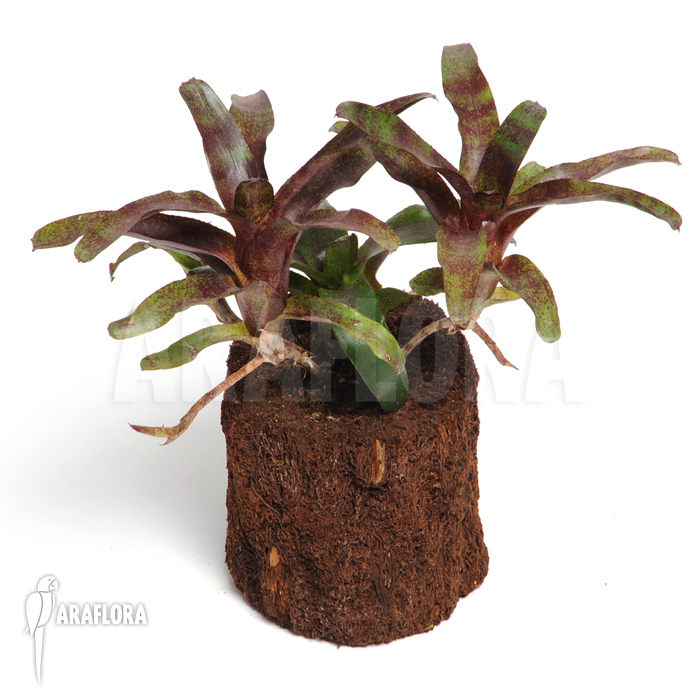 Neoregelia x ‚Atlantis‘