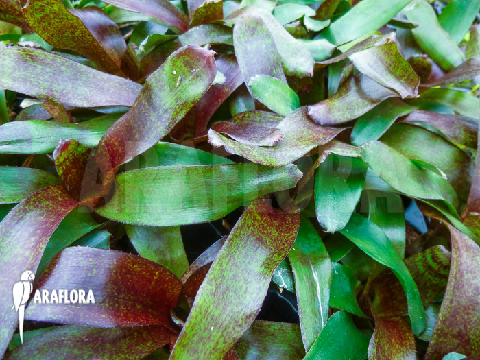 Neoregelia x ‚Atlantis‘