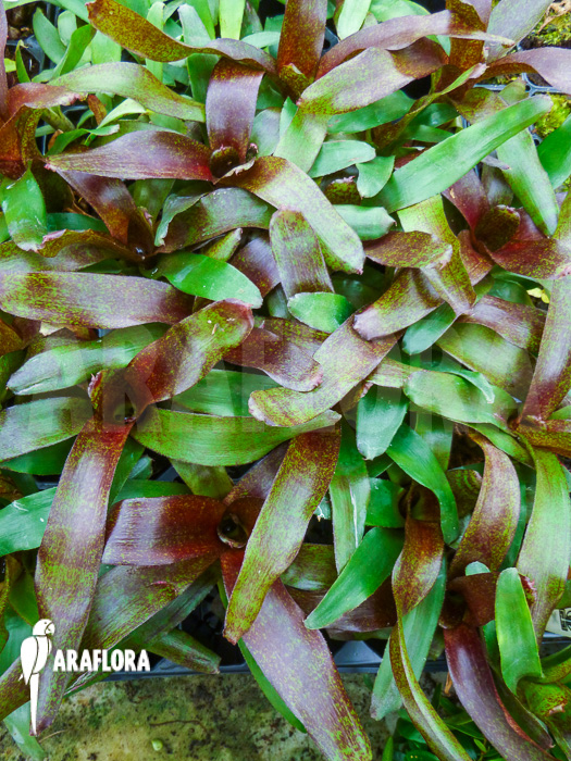 Neoregelia x ‚Atlantis‘