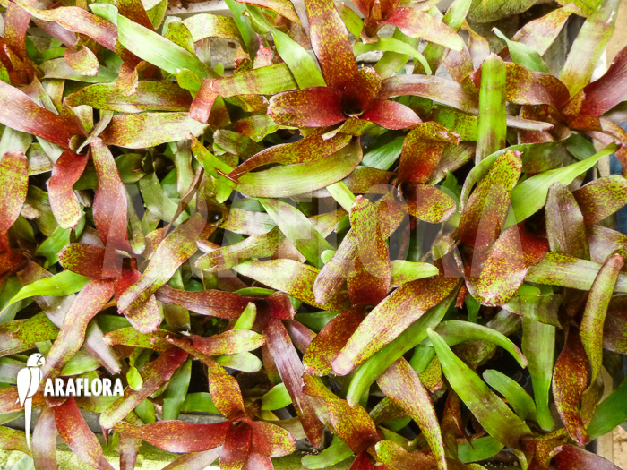 Neoregelia x ‚Atlantis‘ Starter close up tray