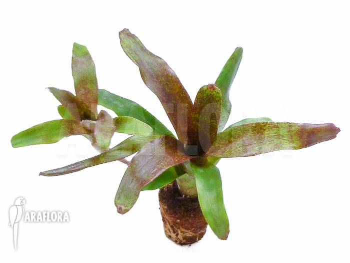 Neoregelia x ‚Atlantis‘ Starter