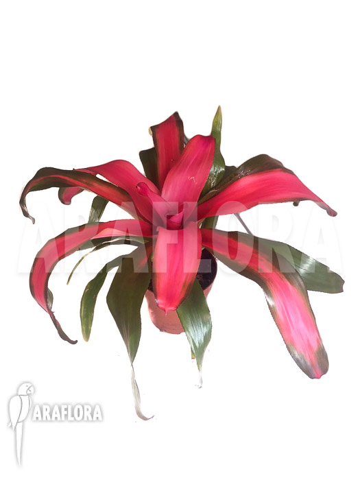 Neoregelia x ‚New Pink‘