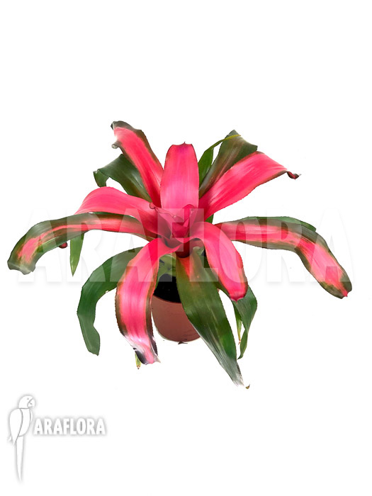 Neoregelia x ‚New Pink‘
