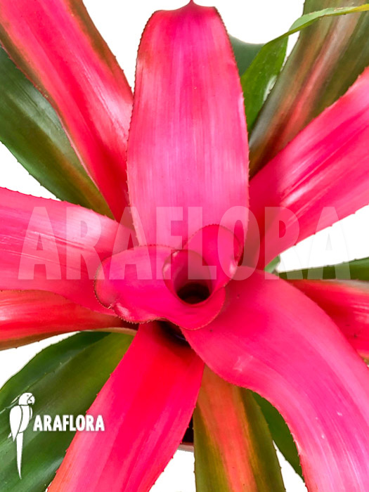 Neoregelia x ‚New Pink‘