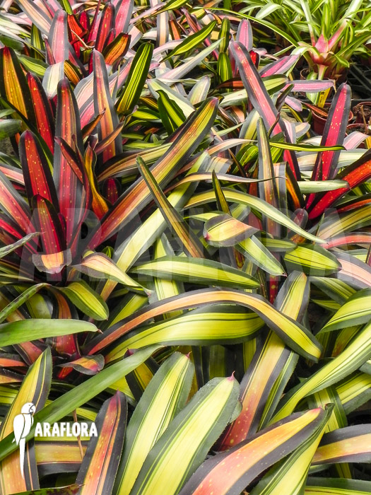 Neoregelia x Pimento