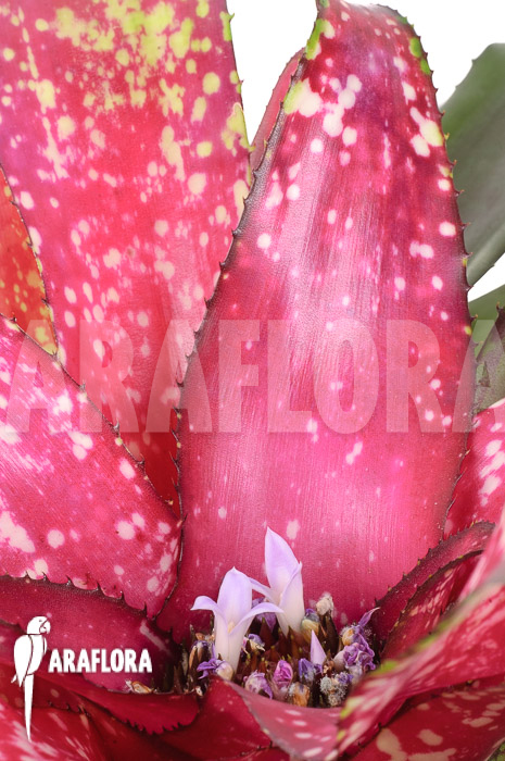 Neoregelia x ‚Pink Dots‘