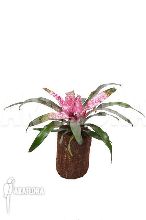 Neoregelia x ‚Pink Dots‘