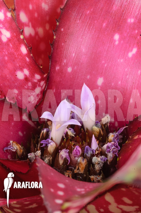 Neoregelia x ‚Pink Dots‘