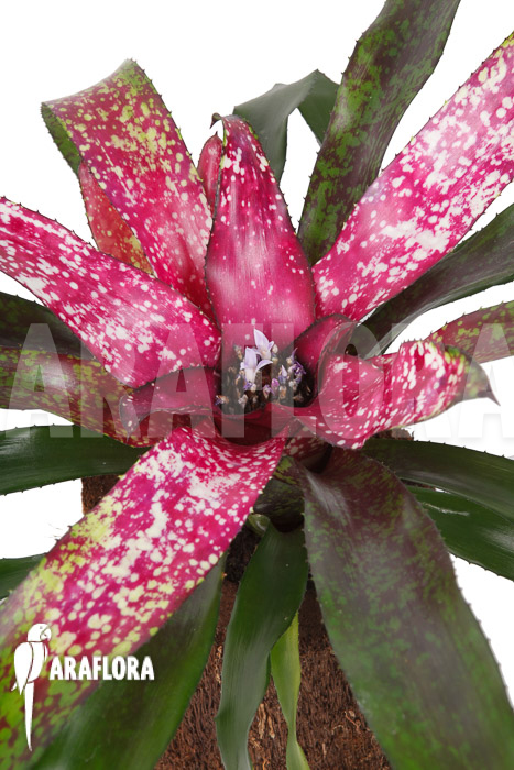 Neoregelia x ‚Pink Dots‘