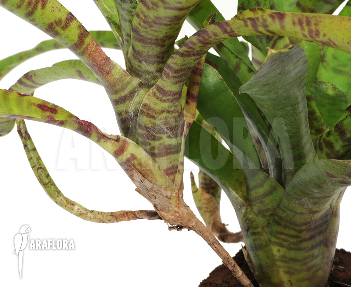 Neoregelia x ‚Tiger Cub‘