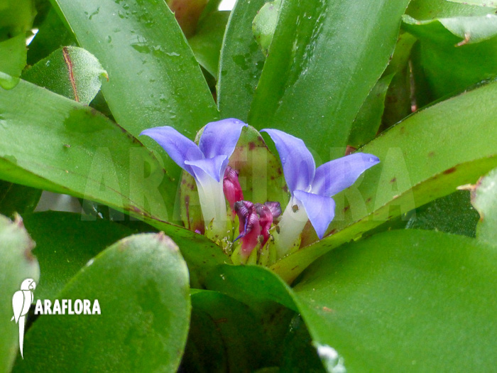Neoregelia ‚Chiquita Linda‘