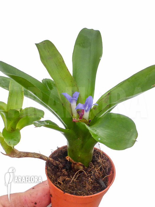 Neoregelia ‚Chiquita Linda‘