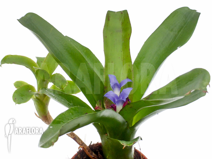 Neoregelia ‚Chiquita Linda‘