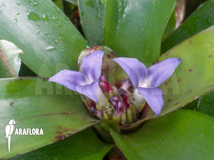 Neoregelia ‚Chiquita Linda‘