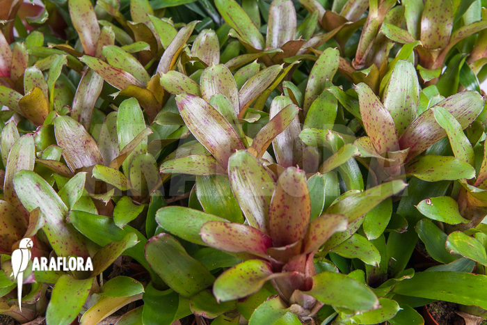 Neoregelia ‚Chiquita Linda‘