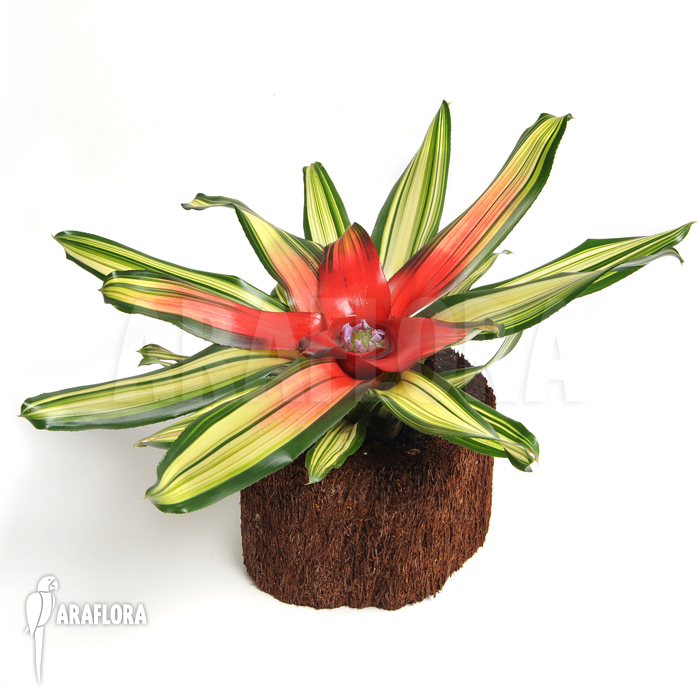 Neoregelia x ‚Mme van Durme‘