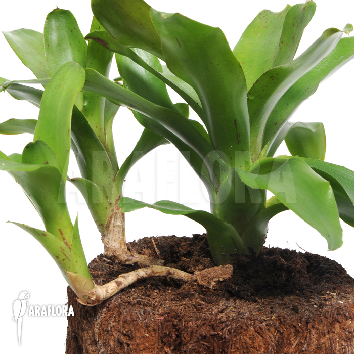 Neoregelia x ‚Narciss‘