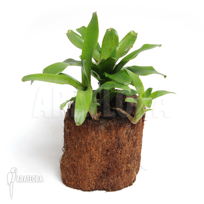 Neoregelia x ‚Narciss‘