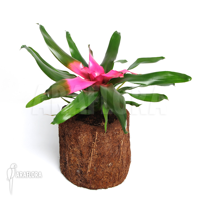 Neoregelia x ‚Purple Star‘