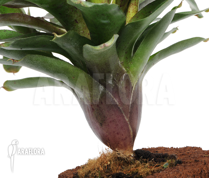 Neoregelia x ‚Species Colombia‘