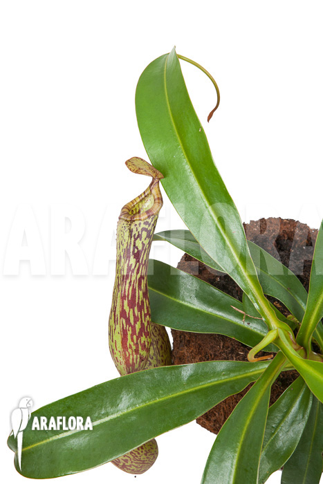 Nepenthes ‚Art Vogel‘
