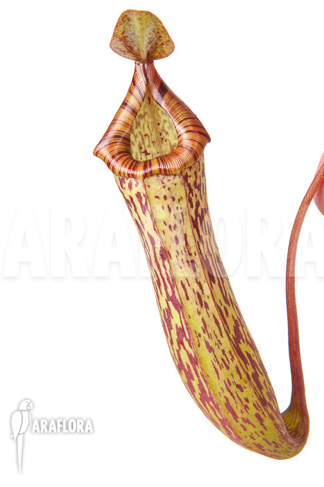 Nepenthes ‚Art Vogel‘