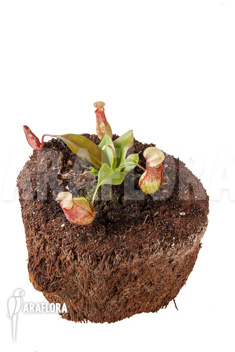 Nepenthes x ‚Gaya‘ ‚S‘