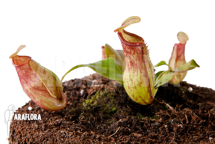 Nepenthes x ‚Gaya‘ ‚S‘