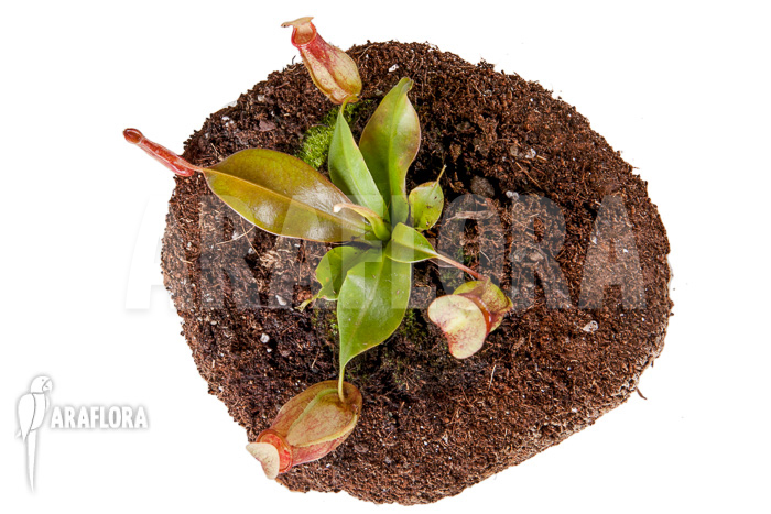 Nepenthes x ‚Gaya‘ ‚S‘